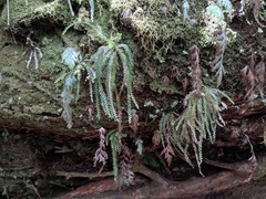 Calymmodon cucullatus