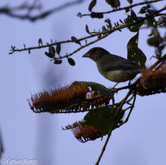 Passerina rositae