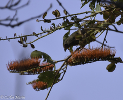 Passerina rositae