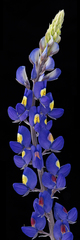 Lupinus havardii