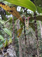 Bulbophyllum longiflorum
