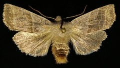 Eupsilia devia
