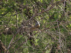 Callipepla californica