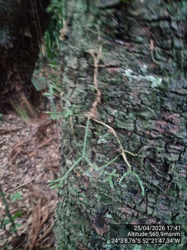 Rhipsalis cereuscula, photograph 3