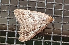 Tolpiodes oligolasia