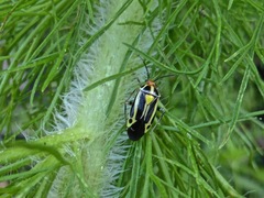 Poecilocapsus nigriger