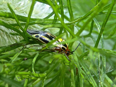 Poecilocapsus nigriger