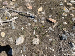 Chaenactis glabriuscula