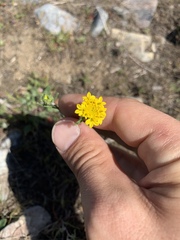 Chaenactis glabriuscula