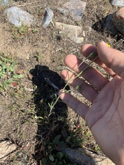 Chaenactis glabriuscula