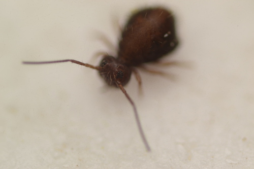 Sminthurus packardi