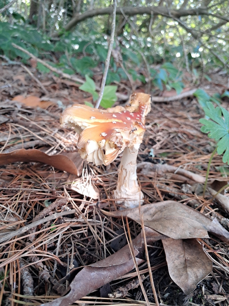 Amanita muscaria · April 2026 · photo: © plutoishere (iNaturalist, cc0)