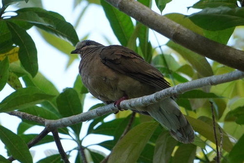 White-eared Brown Dove (Phapitreron leucotis), photo 9