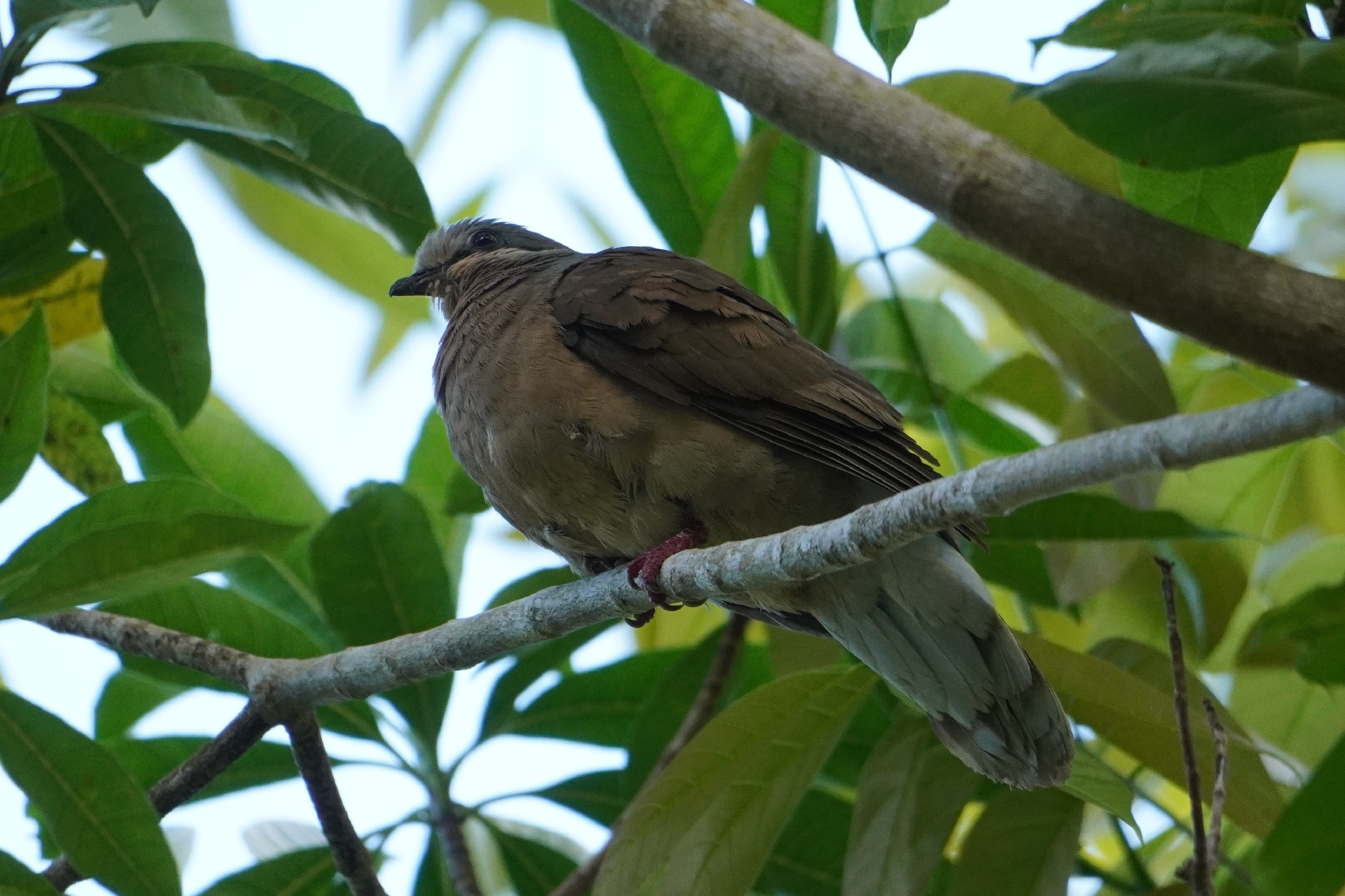 White-eared Brown Dove (Phapitreron leucotis), photo 9