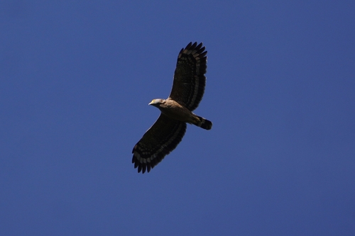 Philippine Serpent Eagle (Spilornis holospilus)