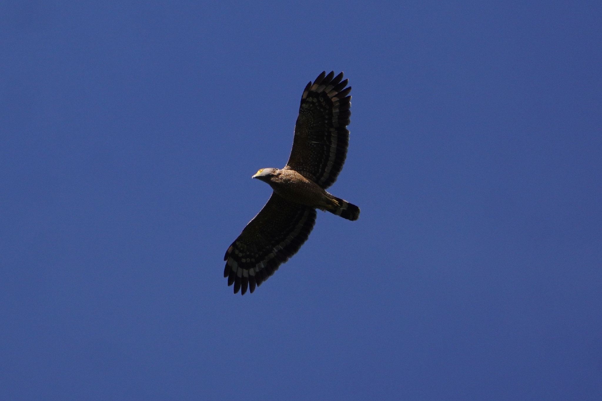 Philippine Serpent Eagle (Spilornis holospilus), photo 1