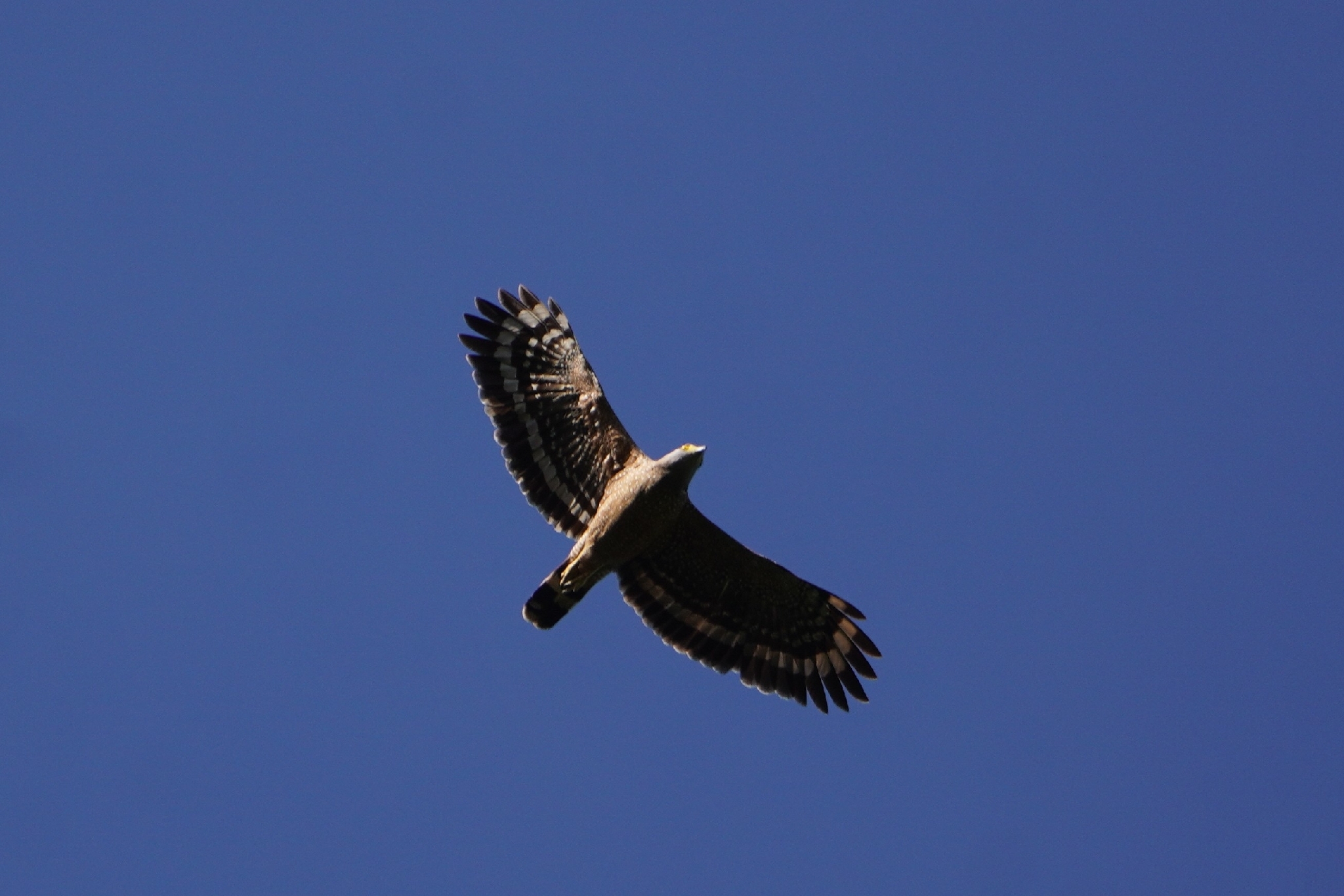 Philippine Serpent Eagle (Spilornis holospilus), photo 2