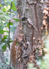 Sciurus niger