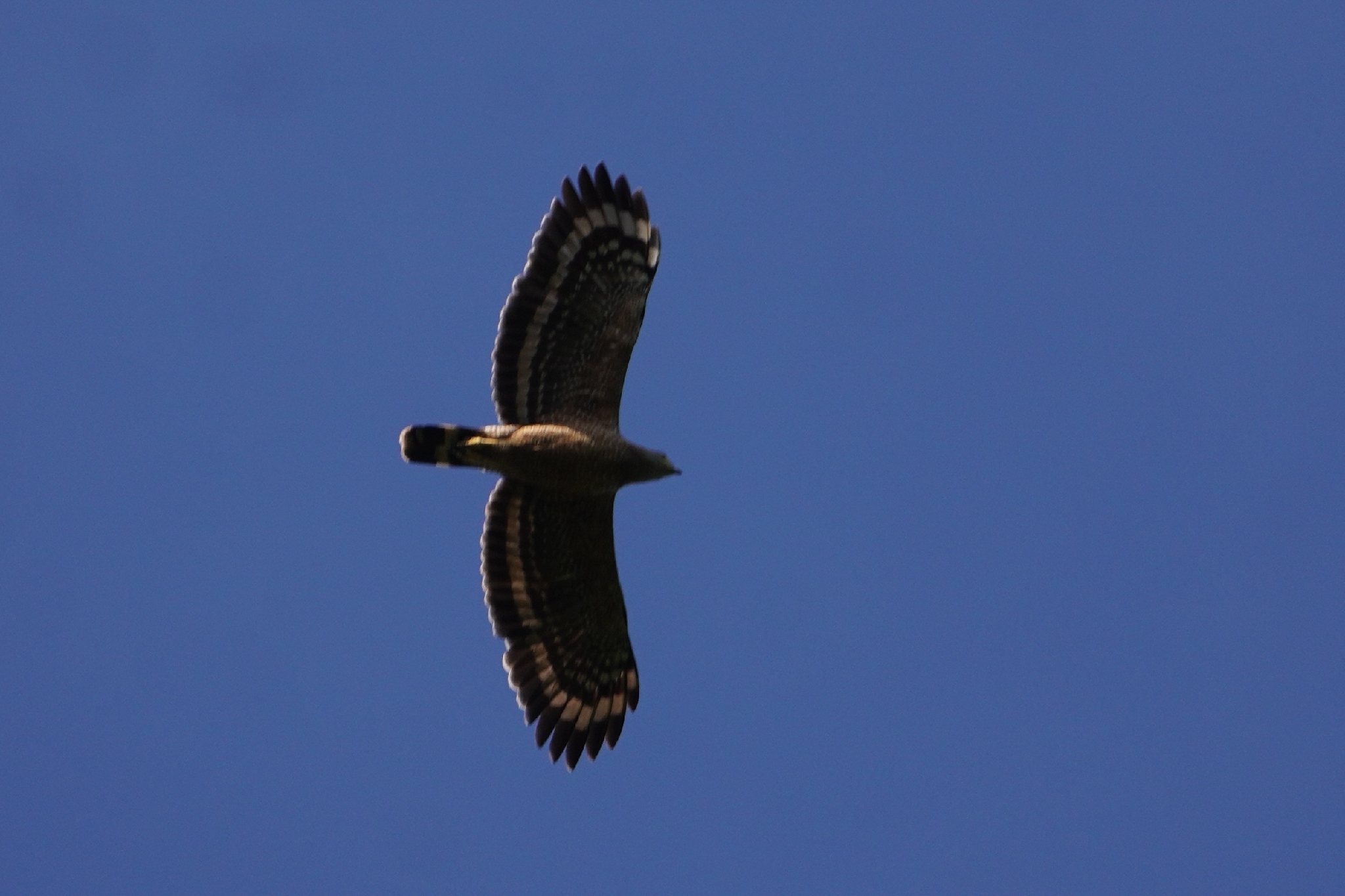 Philippine Serpent Eagle (Spilornis holospilus), photo 3