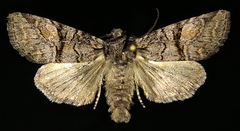 Brachylomia cascadia