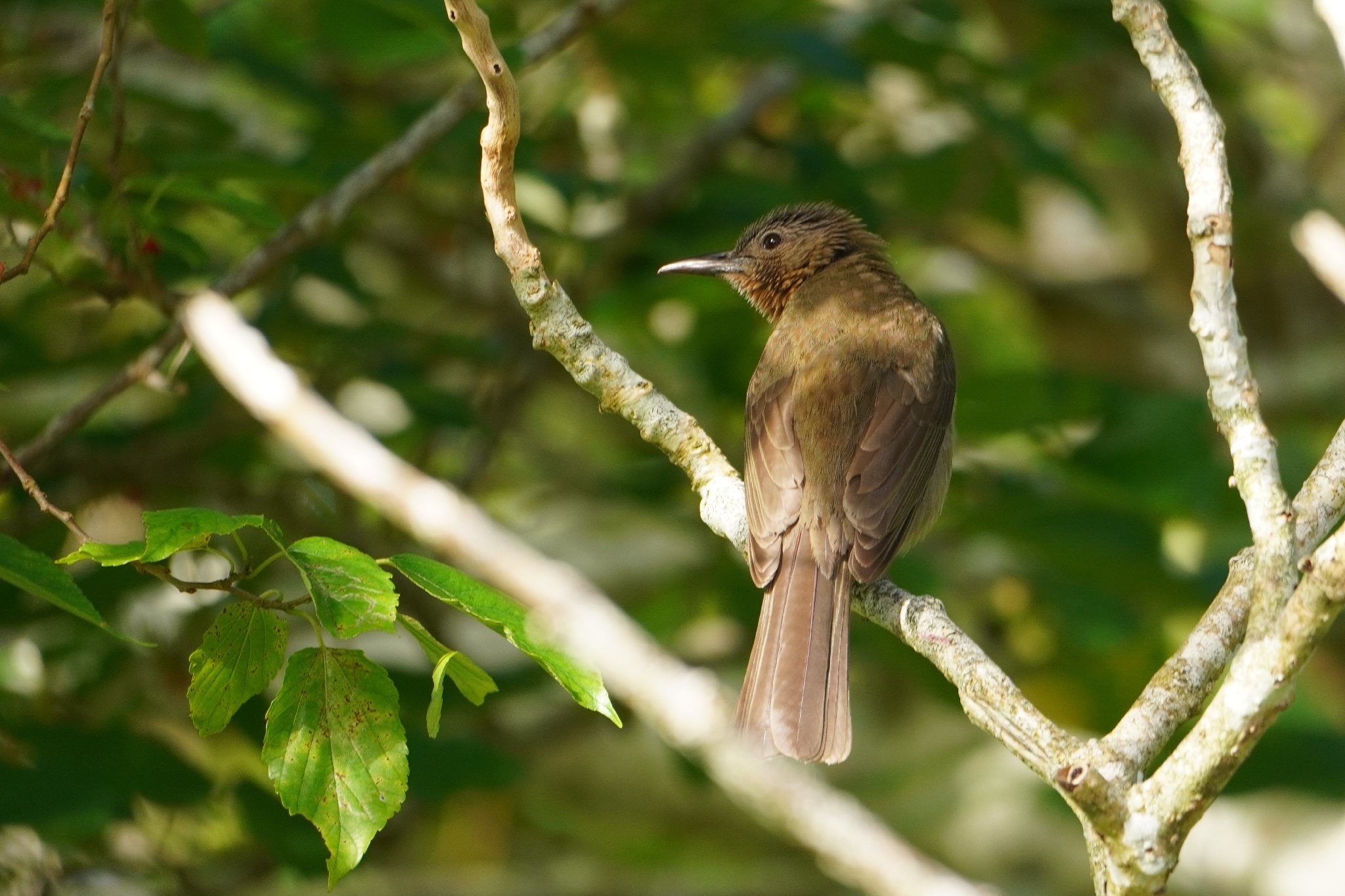 Visayan Bulbul (Hypsipetes guimarasensis), photo 5