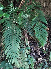 Sphaerostephanos taiwanensis