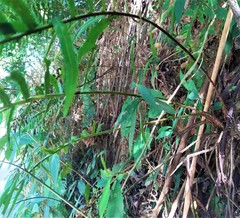 Sphaerostephanos taiwanensis