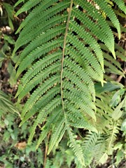 Sphaerostephanos taiwanensis