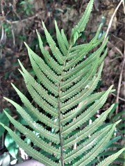 Sphaerostephanos taiwanensis