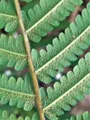 Sphaerostephanos taiwanensis