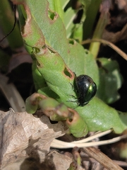 Gastrophysa cyanea