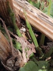 Gastrophysa cyanea