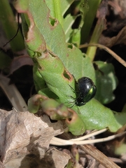 Gastrophysa cyanea
