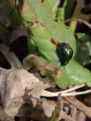 Gastrophysa cyanea
