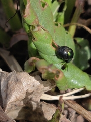 Gastrophysa cyanea