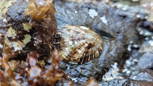 Patella ulyssiponensis