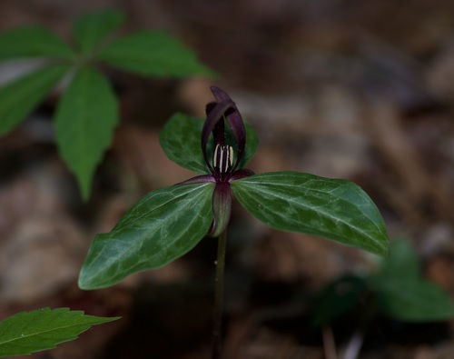 Sabine River wakerobin (Trillium gracile)