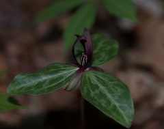 Trillium gracile