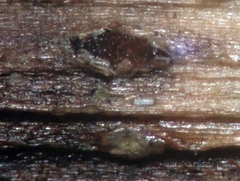 Puccinia unciniarum