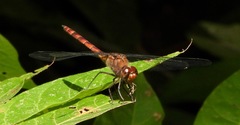 Elasmothemis cannacrioides