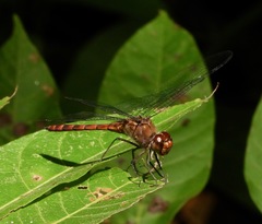 Elasmothemis cannacrioides