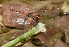 Elasmothemis cannacrioides