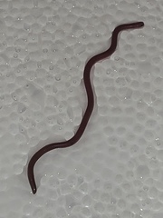 Serpentes