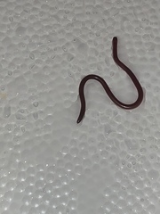 Serpentes