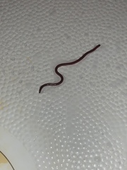 Serpentes