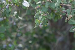 Ceanothus oliganthus