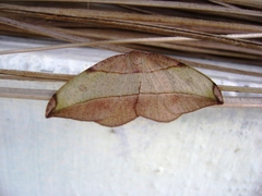 Hypochrosini