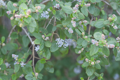 Ceanothus oliganthus