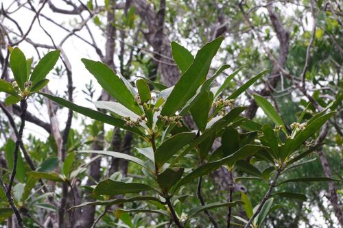 Hybanthus austrocaledonicus observed 2025-11-24