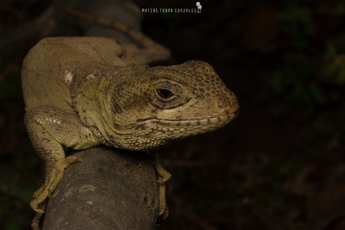 Valeria's Grumbler, Pristidactylus valeriae
